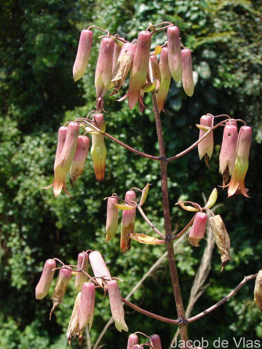 Kalanchoe pinnata (Lam.) Pers.